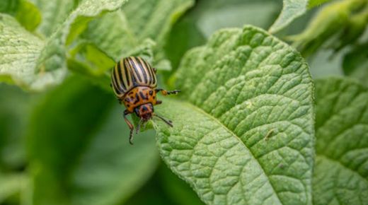 pest control