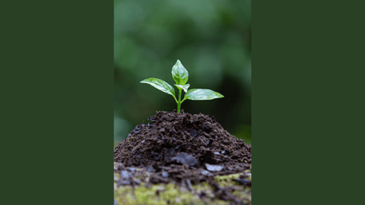 chelate manufacturers in India